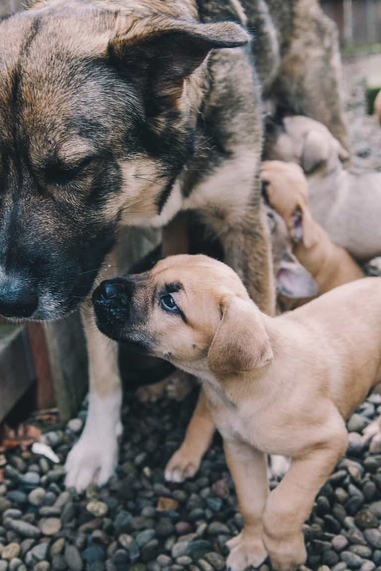 Mom Dog with small Puppies, german shepherd