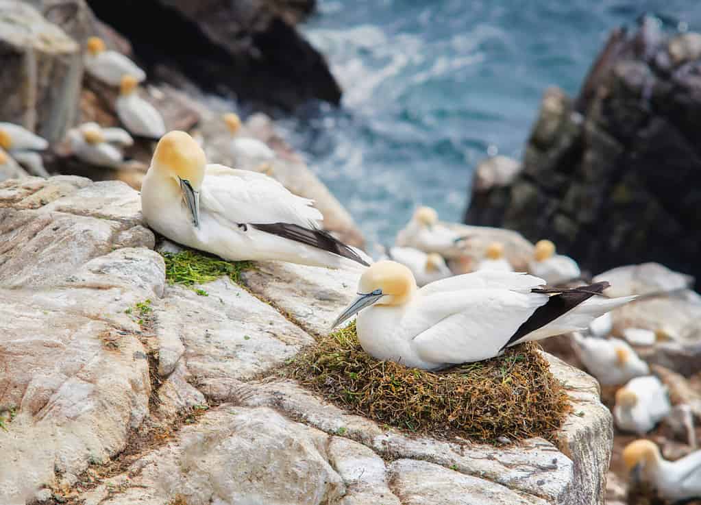 Northern gannet (Morus bassanus).Seabird, the largest species of the gannet family. Female squats in nest.The male invites her to mate as a gift by offering fresh herbs.