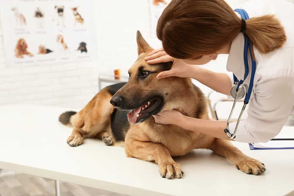 Professional veterinarian examining dog's eyes in clinic