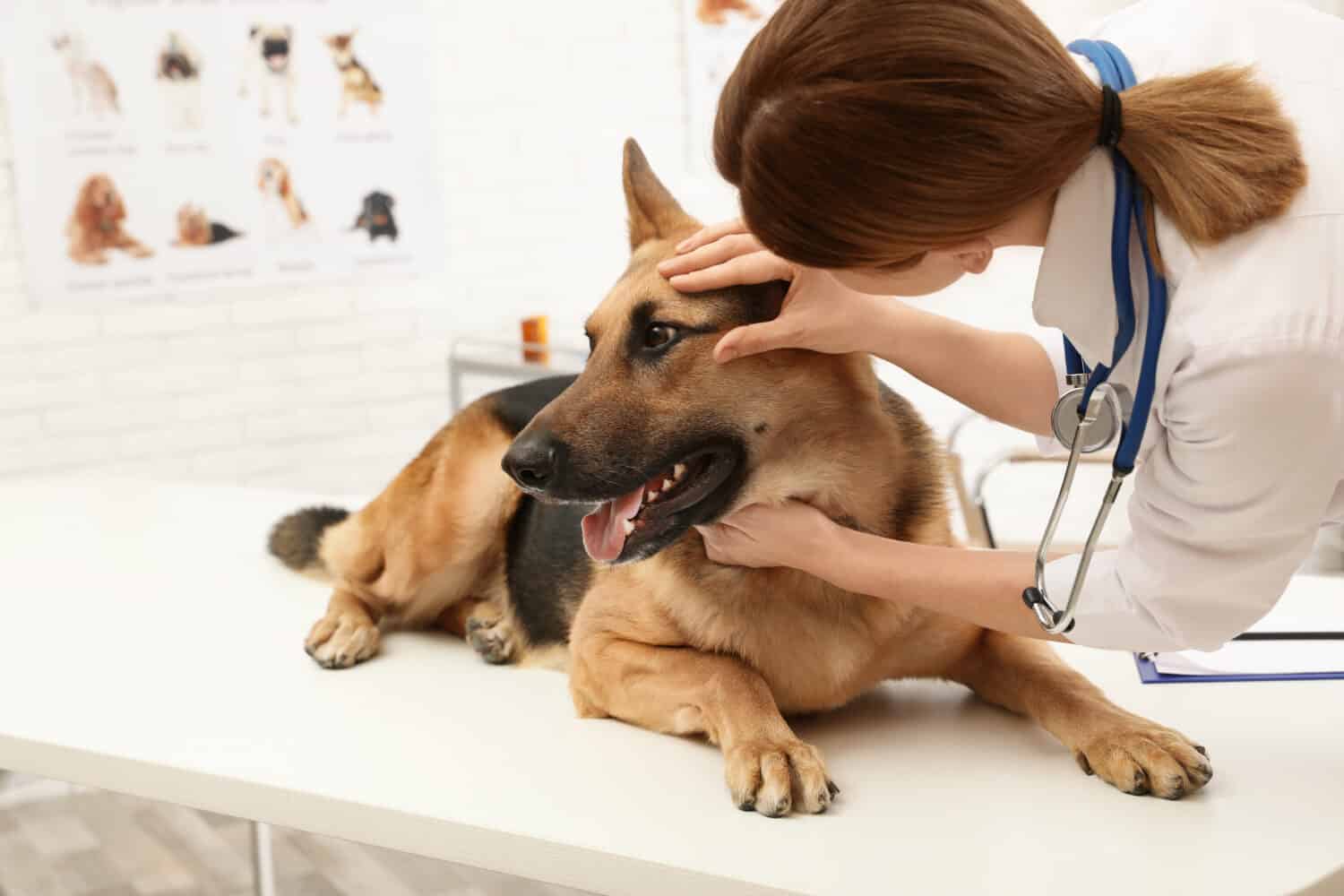 Professional veterinarian examining dog's eyes in clinic