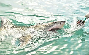 Witness Everyone’s Worst Nightmare as a Man’s Boat Capsizes Next to a Circling Shark Picture