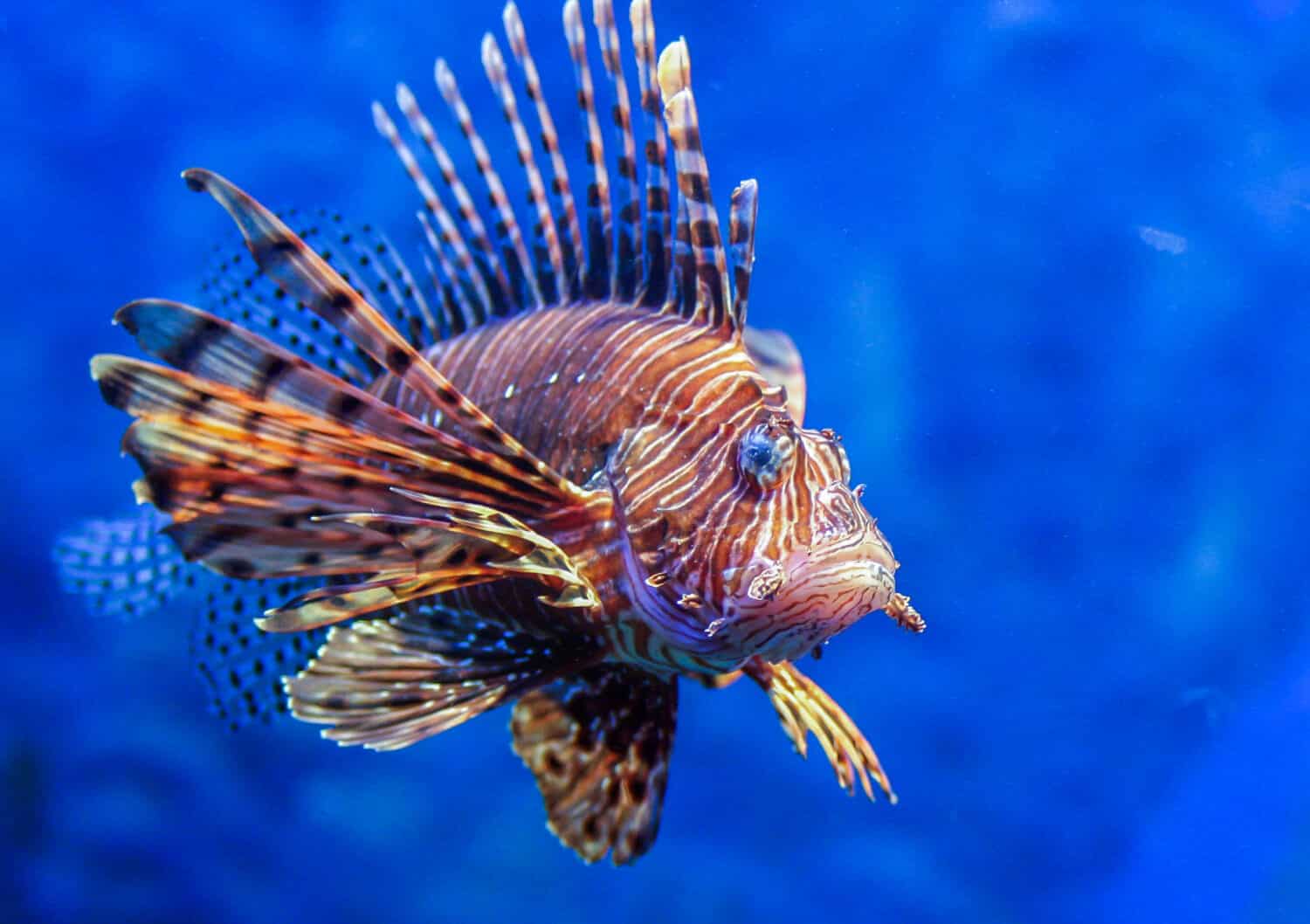 Red lionfish - one of the dangerous coral reef fish. Beautiful and dangerous animals.