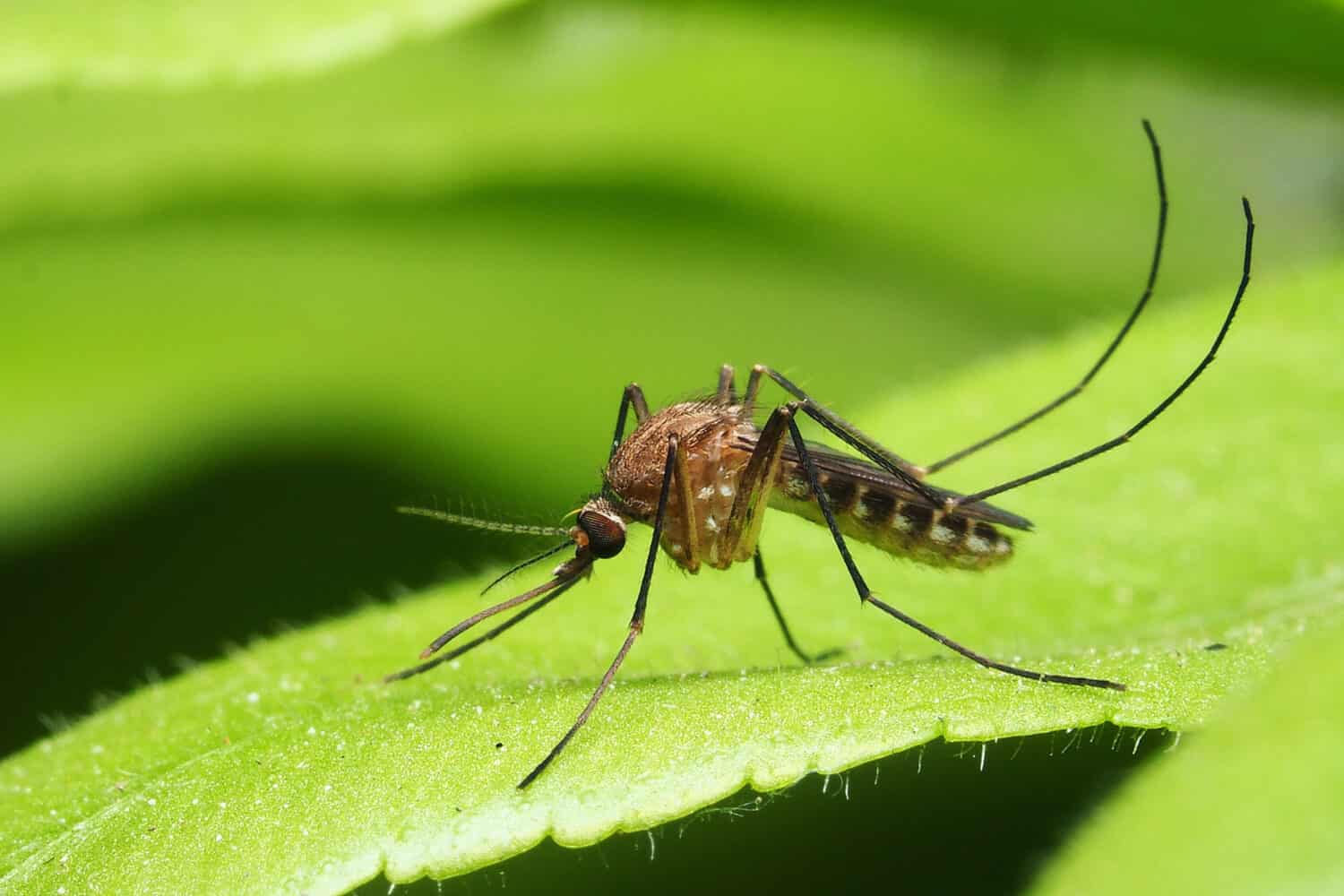 macro normal female mosquito isolated on green leaf