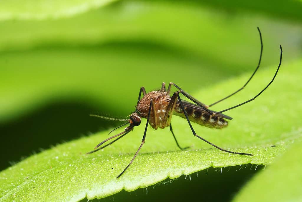 macro normal female mosquito isolated on green leaf