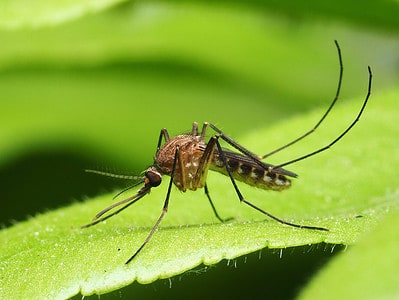 A Discover Top 10 Most Mosquito-Infested US States