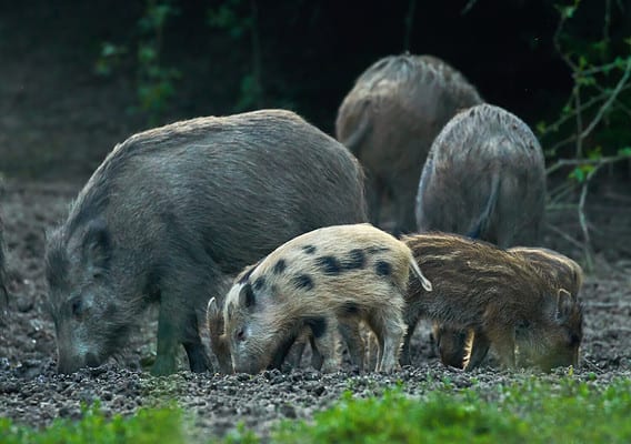 Wild Boars in Washington State: Where Do They Live and Are They ...