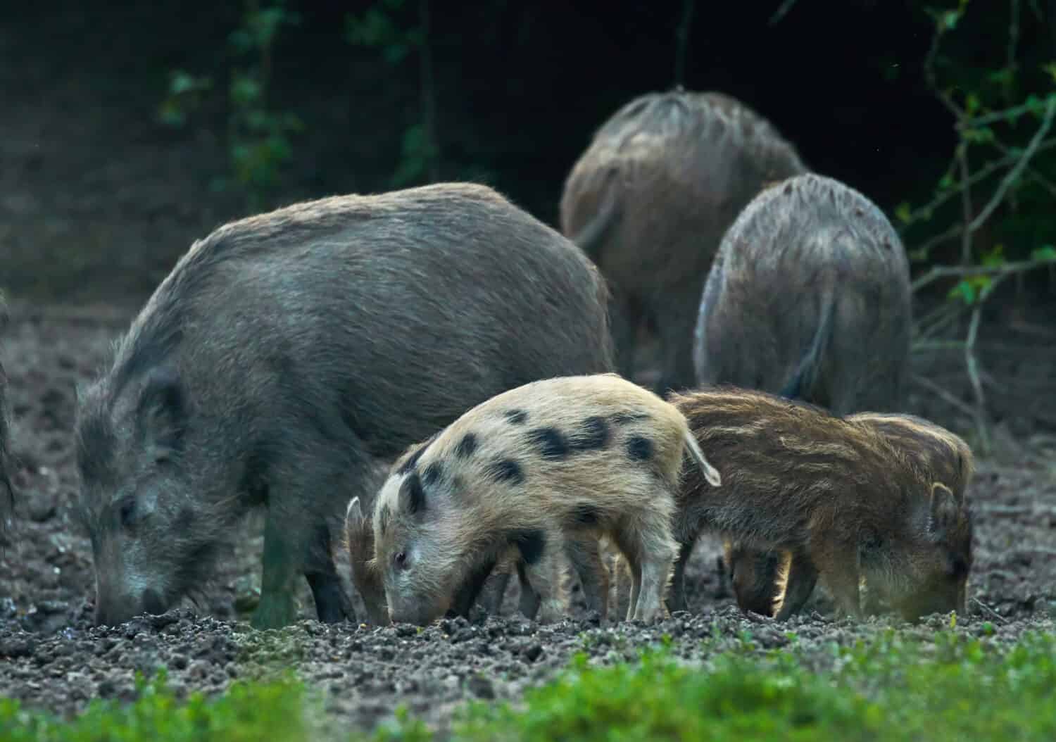 Wild Boars in Washington State: Where Do They Live and Are They ...