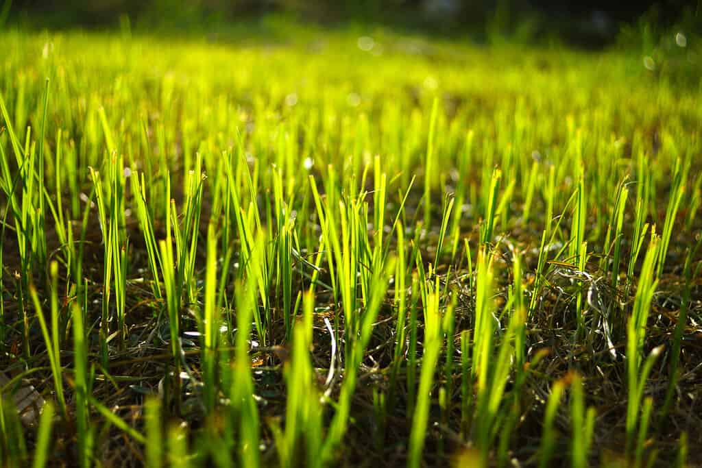 Grass regenerate in the garden.