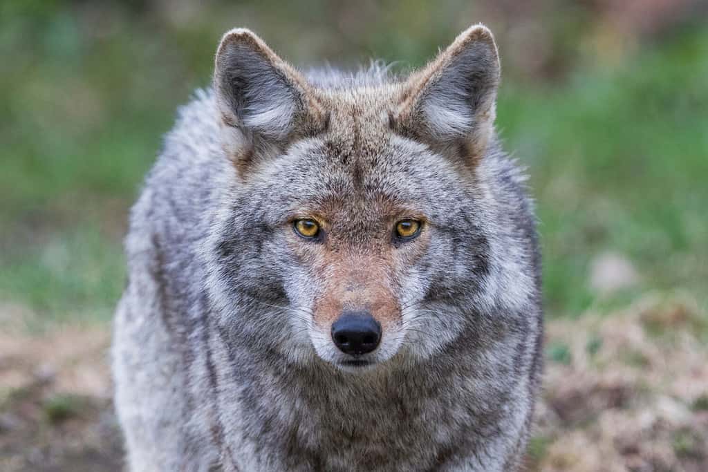 Male coyote portrait in spring