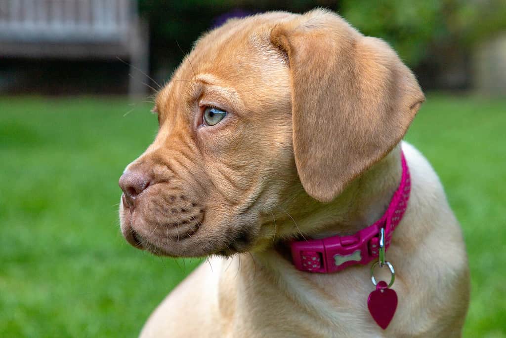 A portrait profile shot of Mabel, an 8 week old Dogue de Bordeaux (French Mastiff) bitch, with the less common fawn isabella colouring, as she takes in her new garden.