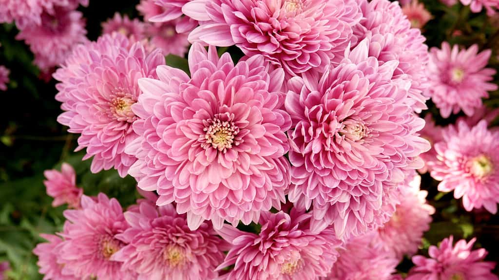 A close up photo of a bunch of dark pink chrysanthemum flowers with yellow centers and white tips on their petals. Chrysanthemum pattern in flowers park. Cluster of pink purple chrysanthemum flowers.