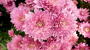 November Birth Flower: Symbolism and Meaning of Chrysanthemums Picture