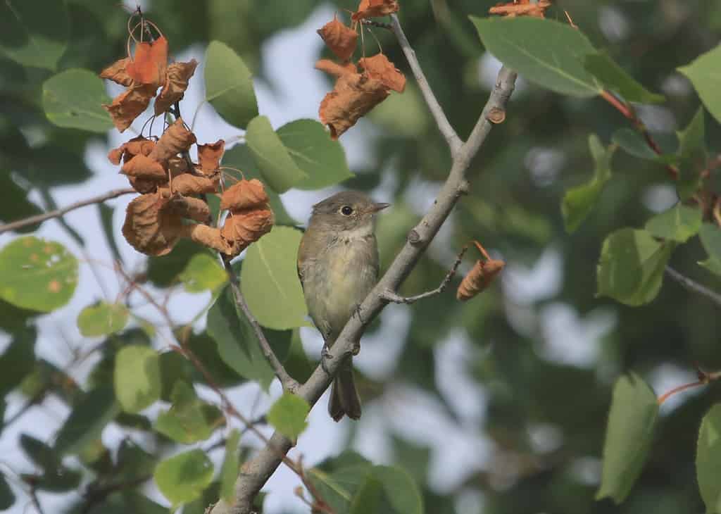 Least Flycatcher (empidonax minimus) perched in a tree