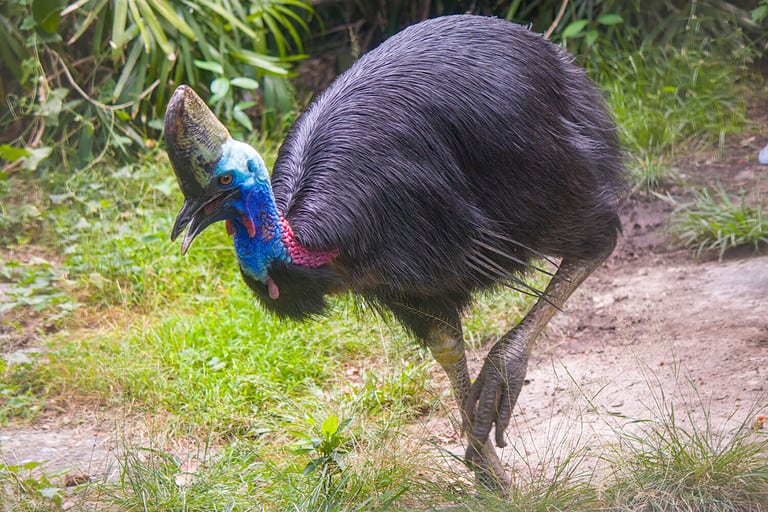 Southern cassowary is walking. It is a large flightless black bird. It is one of the three living species of cassowary, also is a ratite and therefore related to the emu, ostriches, rheas and kiwis