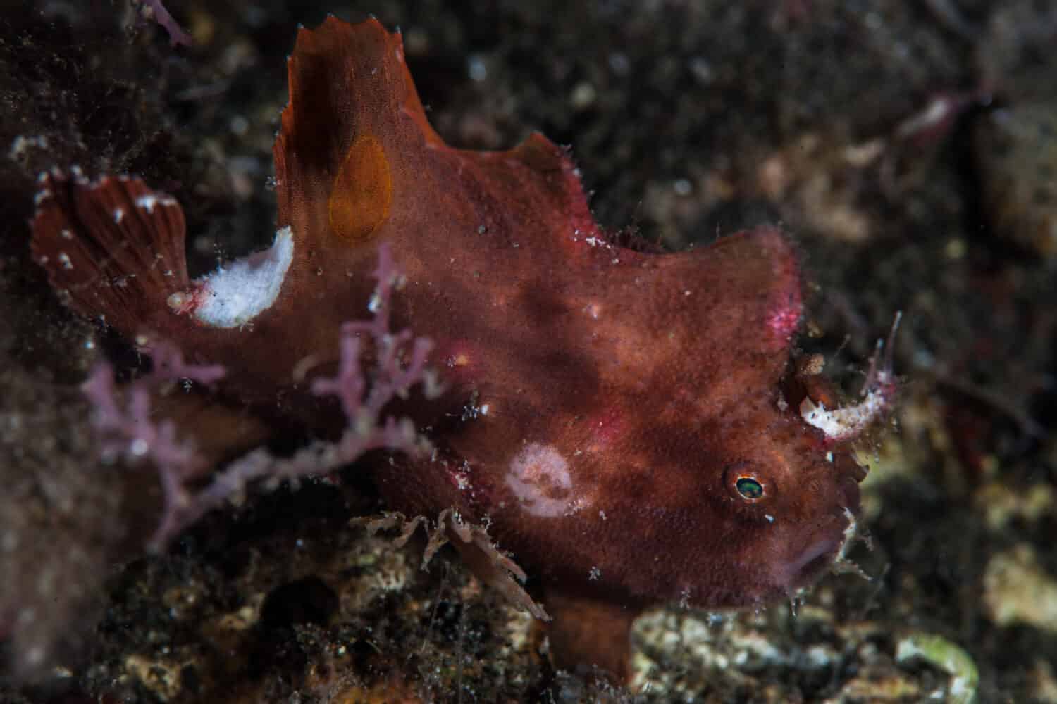 A young Island frogfish, Antennarius be., hunts for prey in the Caribbean. Frogfish use camouflage to mimic common marine life such as sponges. 