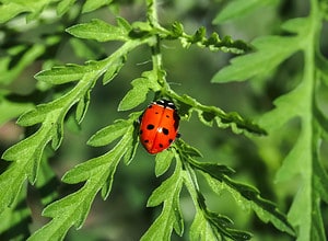7 Great Plants That Attract Lady Bugs Picture