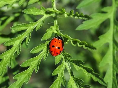 A 7 Great Plants That Attract Lady Bugs