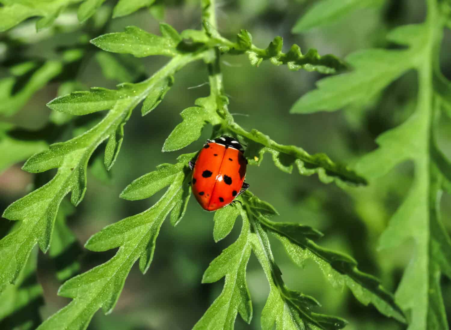 Hippodamia convergen or commonly known as as the Convergent Ladybug.