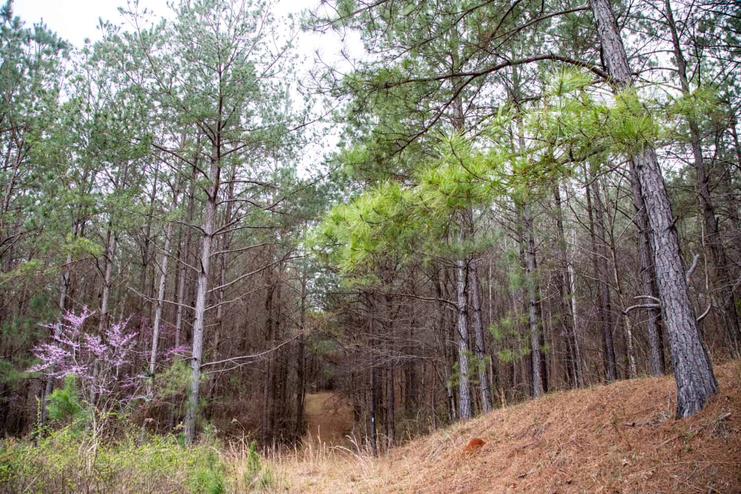 Alabama forest trail in winter 