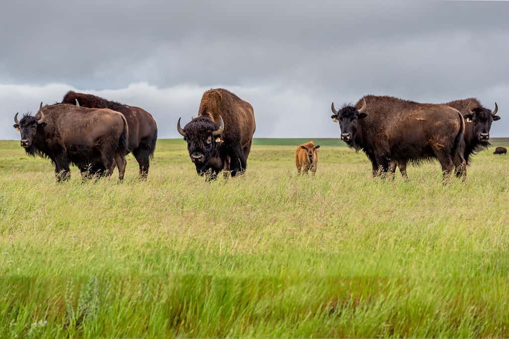 A herd of plains bison with a baby calf in a pasture in Saskatchewan, Canada