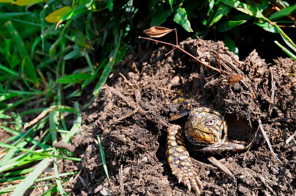 Isolated view of the head of an Eastern box turtle peeking out from its moist, compost burrow. The bright summer sun illuminates the turtle's yellow & brown coloring. A single webbed foot claws ahead.