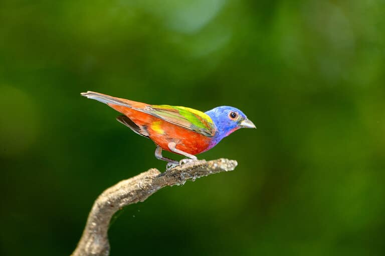 Painted bunting - Passerina ciris - perched on branch. Full profile.