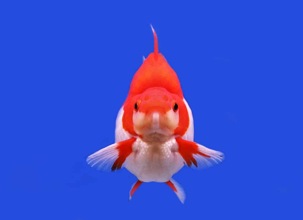 Red and white Ryukin on isolated blue background. Gold fish (Carassius auratus) is freshwater aquarium fish, one of the most popular ornamental fish.