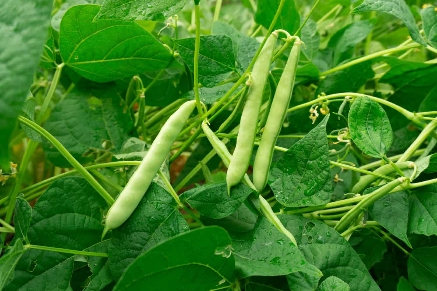 The kidney bean is a variety of the common bean (Phaseolus vulgaris). Green beans plant with fresh leaves. Agriculture background. Common bean texture.