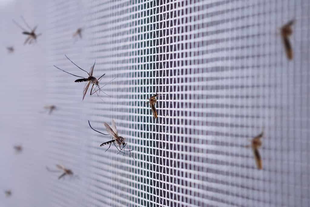 many mosquitoes on insect net wire screen close up on house window