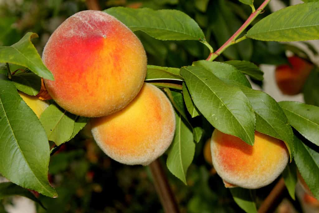 Elberta Yellow Peach, Prunus persica `Elberta`, fruit tree with pink flowers, large yellow fuzzy fruits flushed with red firm yellow freestone flesh, less sweeter than white peaches with acidic tang.
