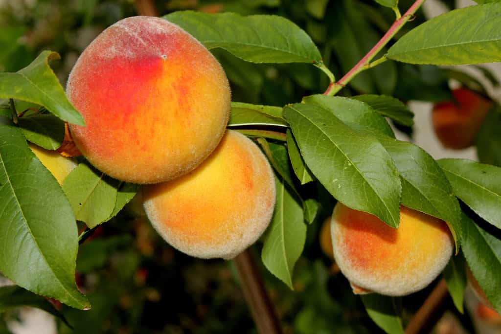 Peach Season in Texas Peak Timing for the Juiciest Harvest AZ Animals