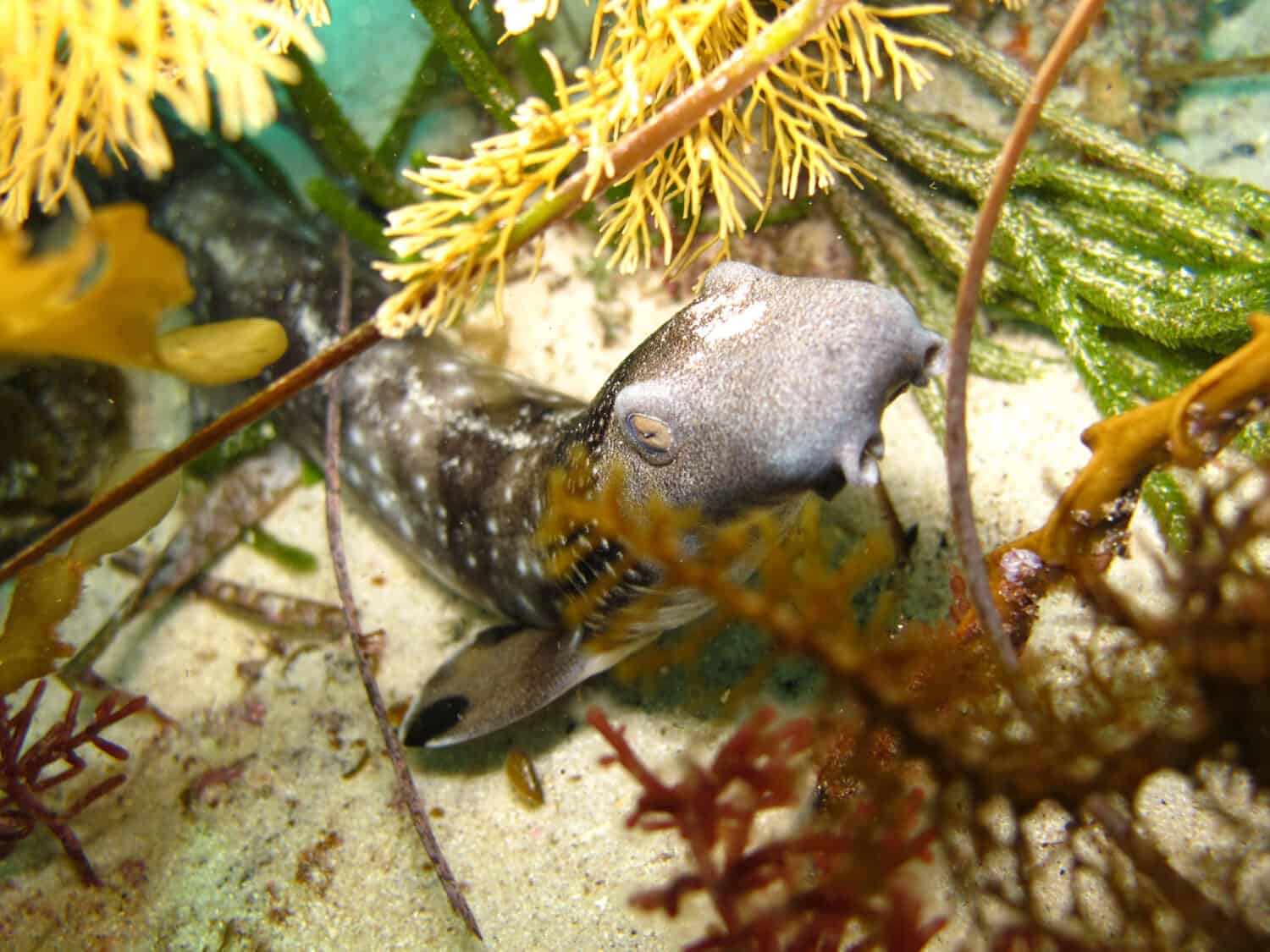 Collar carper shark in Australia