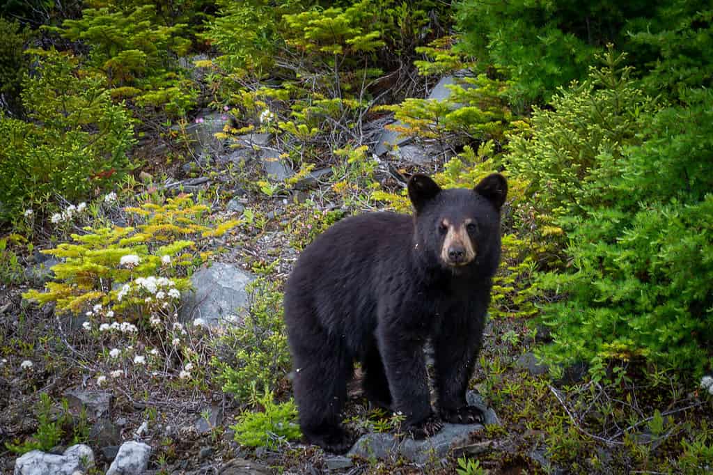A single wild black bear cub searches for food along a hillside overturning rocks among young evergreen trees. The young bear is only a couple of months old. There are flies on its fur and face.