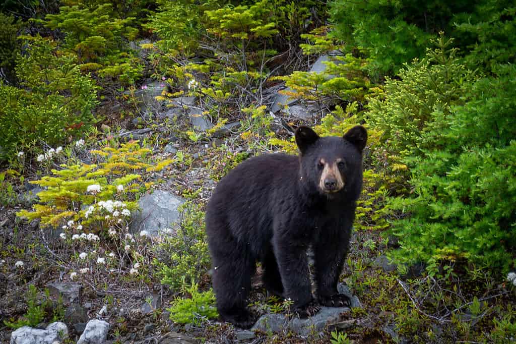 North American black bear cub; animals that eat mushrooms