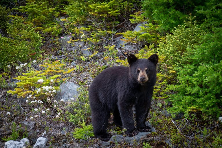 Bear Meat: A Guide to the Pros and Cons of Eating Bear Meat - What You ...