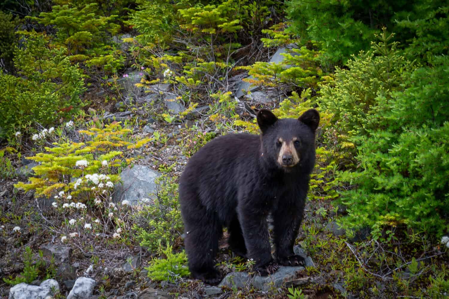 Bear Meat: A Guide to a Risk-Free Feast 