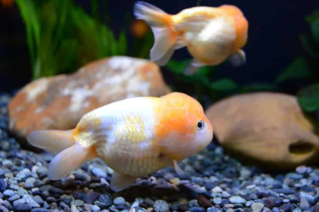 The Lionchu or lionhead-ranchu a fancy goldfish resulted from crossbreeding lionheads and ranchus.