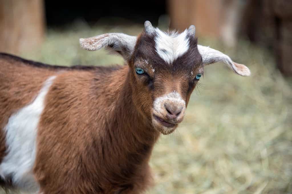 Fainting goat baby brown and white in barn yard hay is called a kid in America, USA