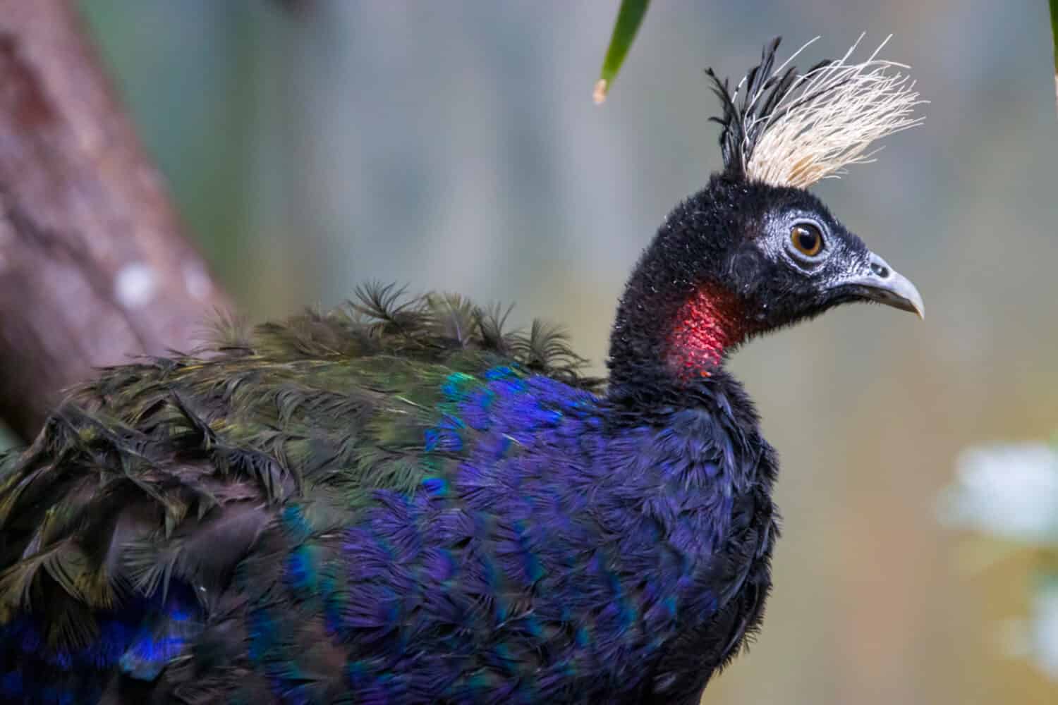 A male Congo peafowl. it is a species of peafowl native to the Congo Basin, one of three extant species of peafowl.the male's feathers are nevertheless deep blue with a metallic green and violet tinge