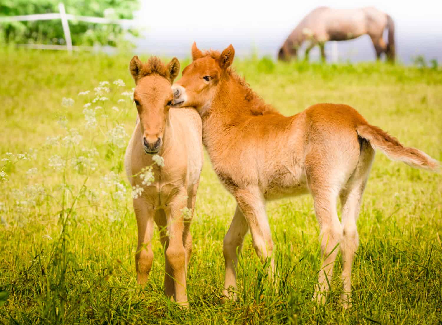 Cute little foal in the meadow