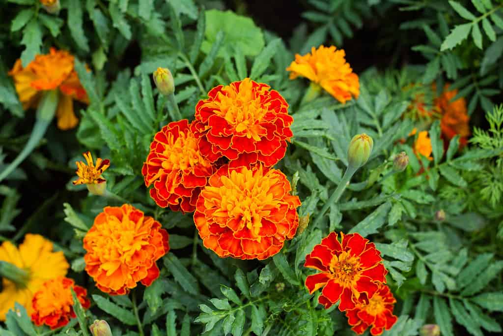 Close up of beautiful Marigold flower (Tagetes erecta, Mexican, Aztec or African marigold) in the garden