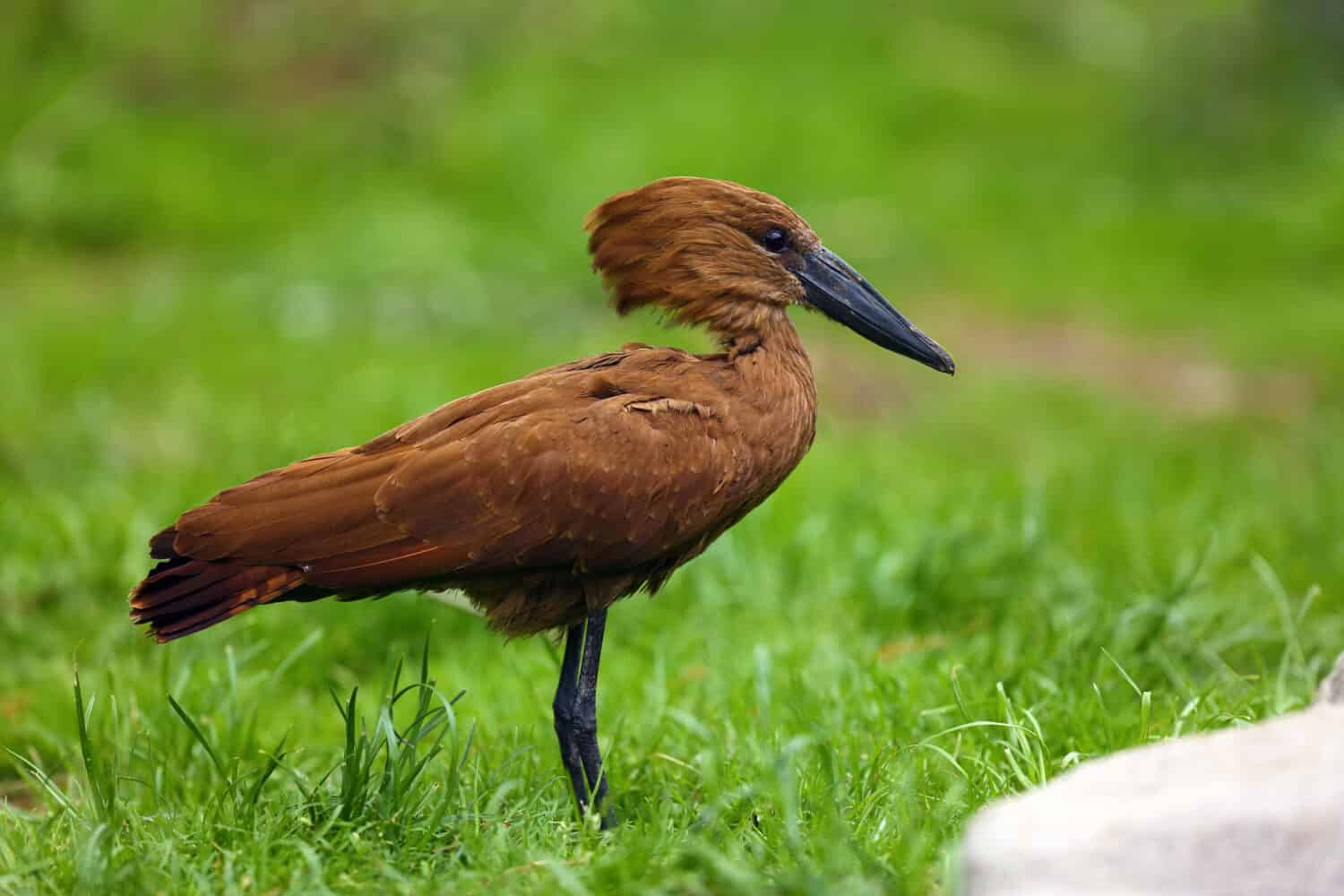 The hamerkop (Scopus umbretta) in the green grass.. Hamerkop with green background.