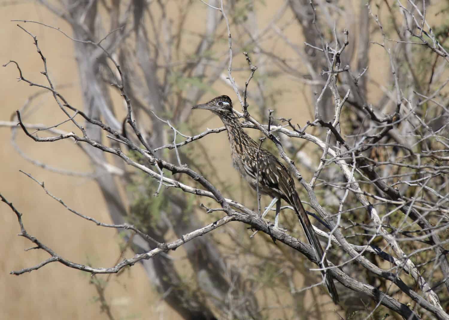 Greater Roadrunner (geococcyx californianus) perched in a tree
