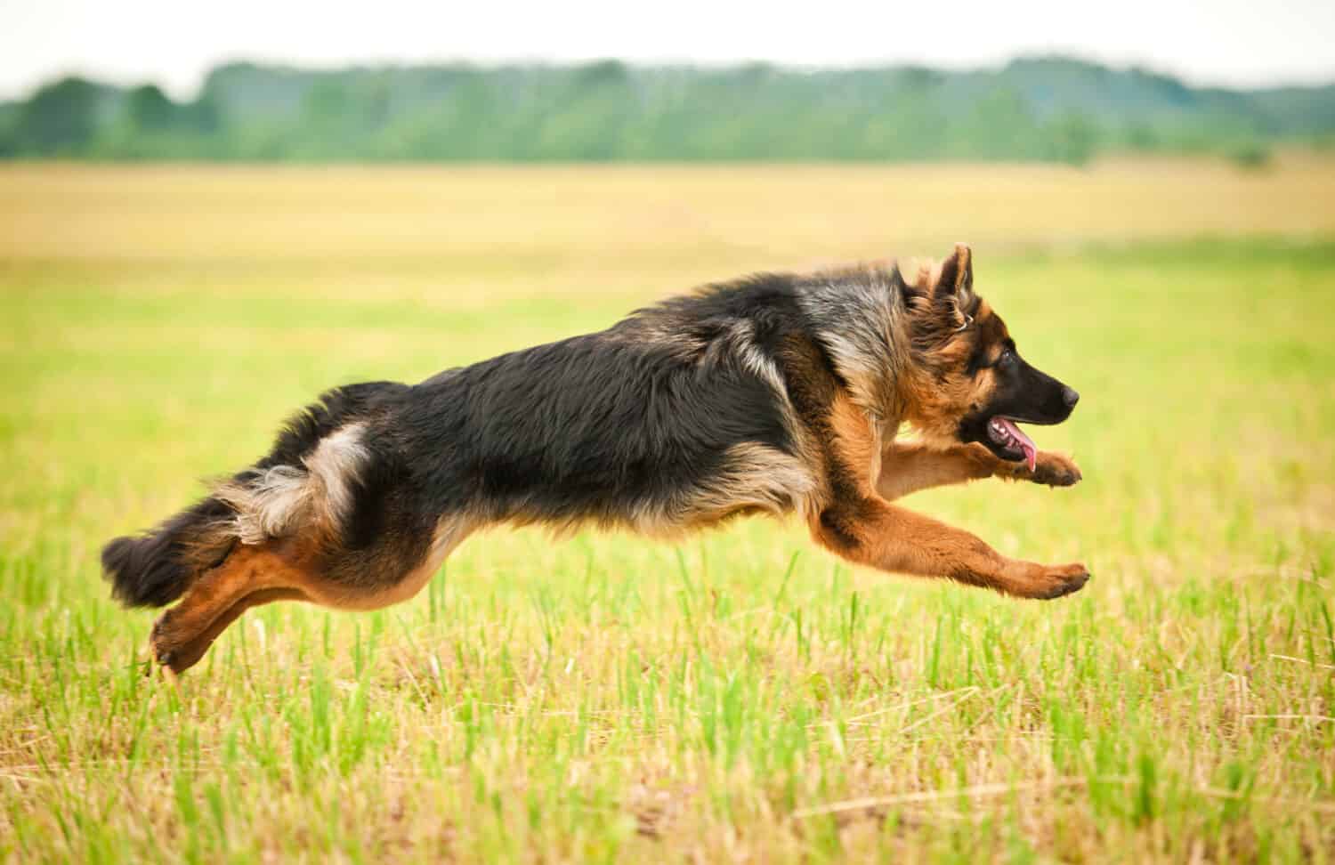 IVDD is one of the most debilitating common German shepherd health problem.