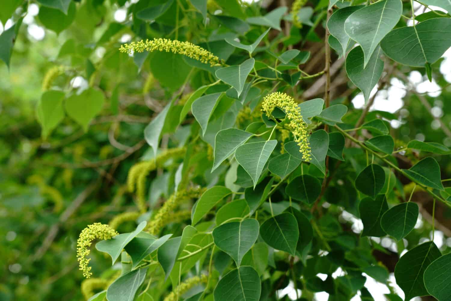 Blossoms of Chinese tallow tree (Triadica sebifera) in summer