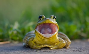 12 Types of Frogs in Ohio (Are Any Poisonous?) Picture