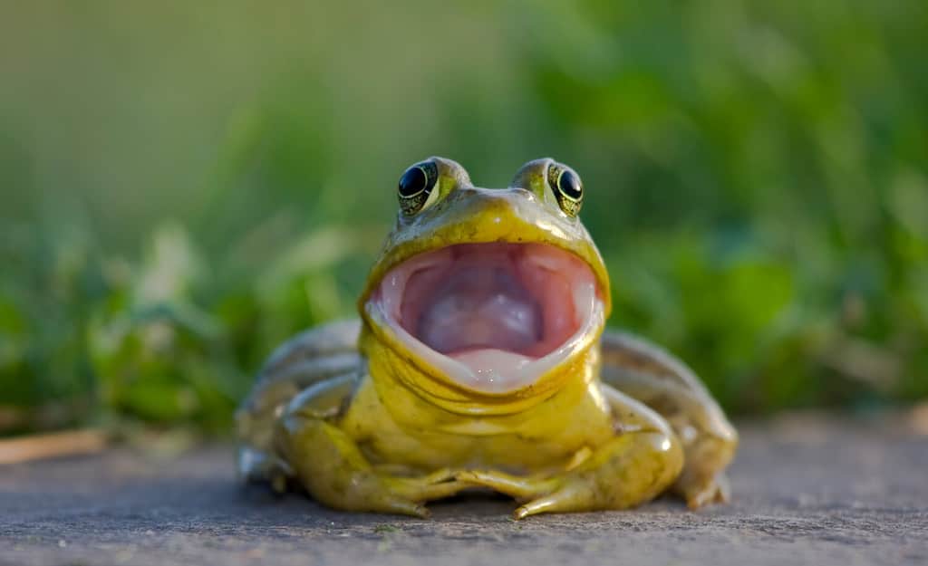 American bullfrog close up portrait