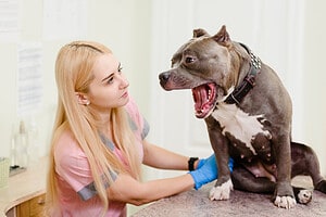Pit Bull Pregnancy: Gestation Period, Weekly Milestones, and Care Guide Picture