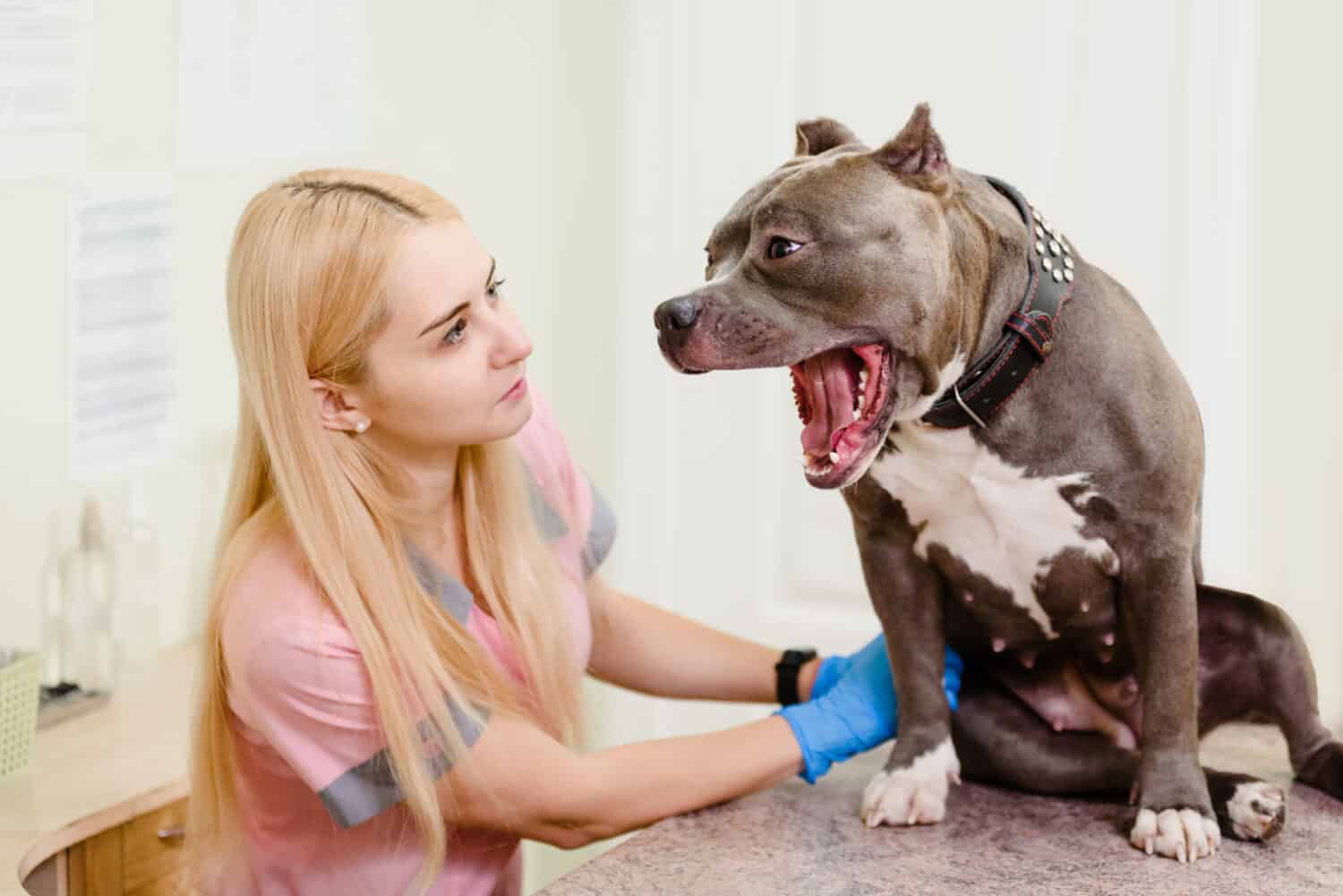 Young female veterinarian doctor examining pit bull