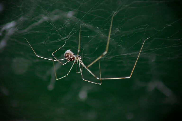 Macro photo of daddy long legs spider or longbodied cellar spider (Pholcus opilionides). The spider is in its web, hanging down. Green background